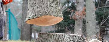 How Our Tree Care Process Works  in  Bayard, NE