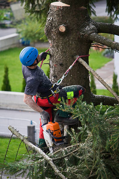 Trusted Bayard, NE Tree Services Experts